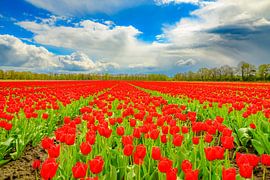 Blühende Tulpen auf einem Feld im Frühling von Sjoerd van der Wal Fotografie