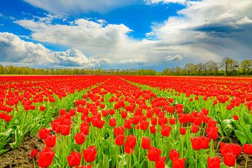 Tulpen in bloei in een veld tijdens de lente