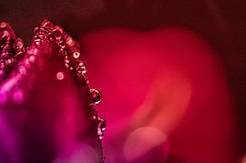 Tulpe mit Tropfen von Tara Kiers