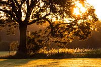 Rising sun through tree