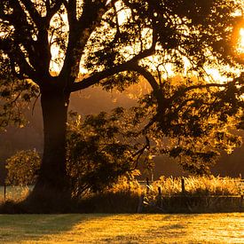 Rising sun through tree by Devlin Jacobs