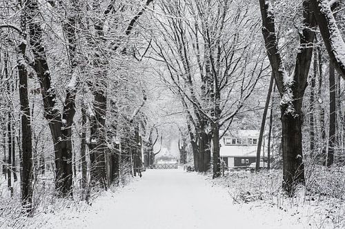 Winter landschap in Nederland op de Utrechtse heuvelrug
