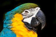 Ara papegaai close-up! van Jimmy van Drunen thumbnail