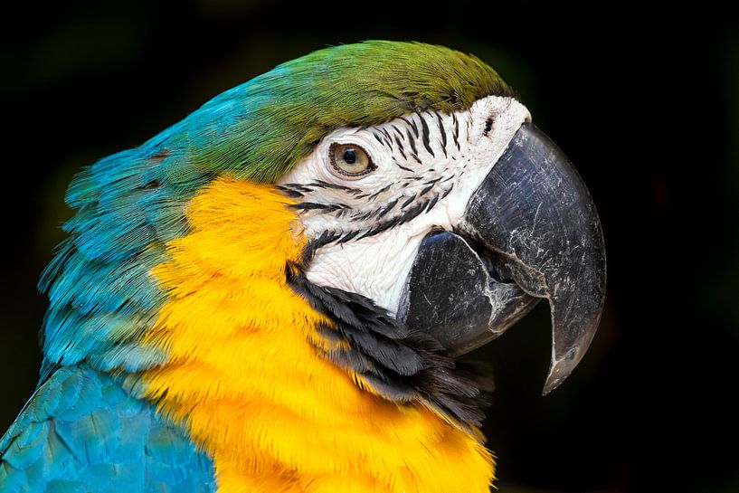 Ara papegaai close-up! van Jimmy van Drunen