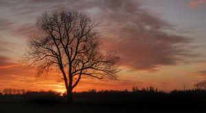 Boom alone bij zonsopkomst van Moetwil en van Dijk - Fotografie