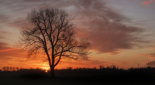 Boom alone bij zonsopkomst