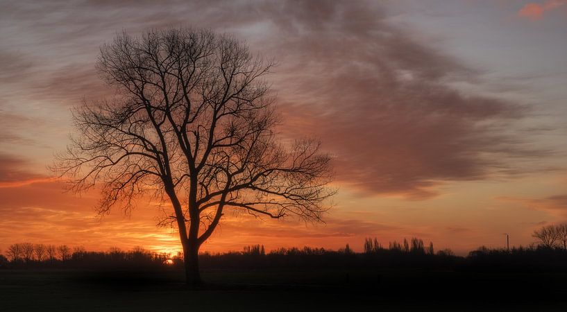 Tree alone at sunrise by Moetwil en van Dijk - Fotografie