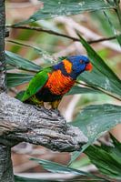 Een regenboog Lorikeet