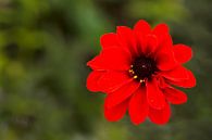 Dahlia rood par Greetje van Son Aperçu