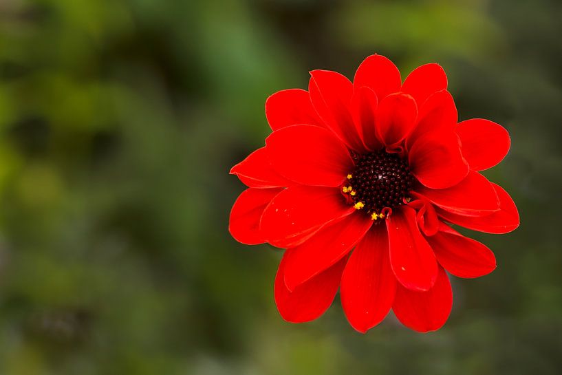 Dahlia rood par Greetje van Son