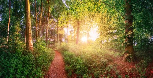 Sunset in the Gremberg woods by Günter Albers