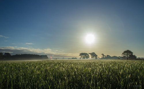 Graanveld
