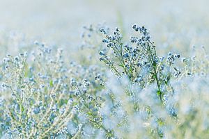 Atmosphärische blaue Flachsblüten in der Landwirtschaft