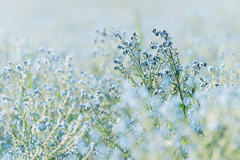 Atmospheric blue flax flowers in Agriculture by Fotografiecor .nl