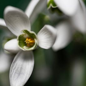 Perce-neige avec fleur jaune sur Marcel van Kan