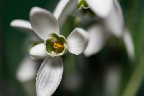 Sneeuwklokje met gele bloem van Marcel van Kan