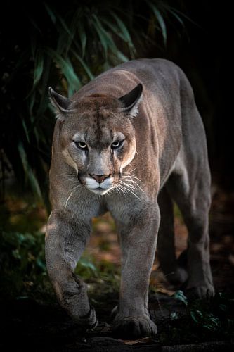 Cougar en mouvement