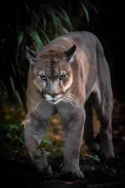 Cougar on the move van Design Wall Arts