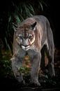Cougar on the move van Design Wall Arts thumbnail