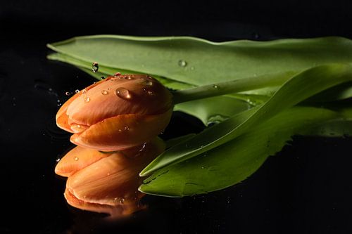 Des gouttes sur la tulipe !