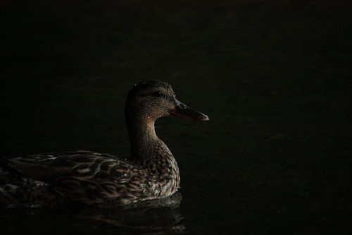 Moody Duck