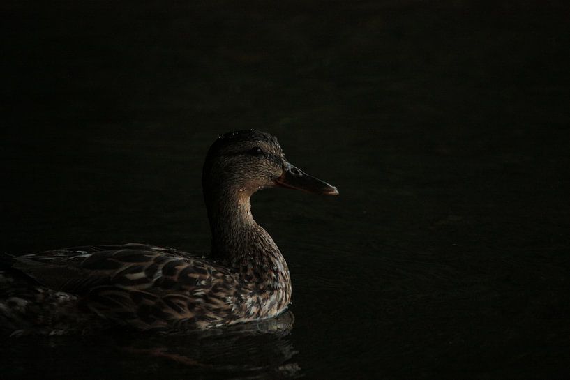 Moody Duck by Erwin Pieters