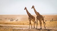 Giraffen op de Masai Mara van Van Renselaar Fotografie thumbnail