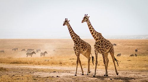 Giraffen op de Masai Mara