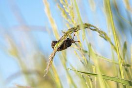 Meikever van Marcel Derweduwen