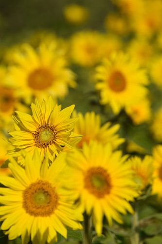 Ein Feld voller Sonnenblumen