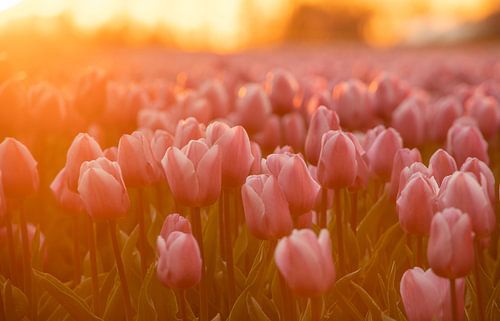 Tulpenveld in het avondlicht