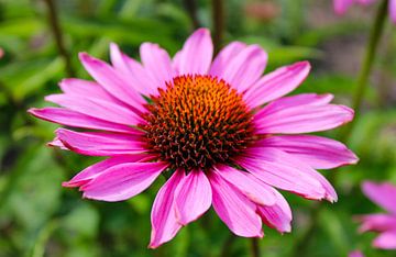 Zonnehoed (Echinacea) van Patty de Graaf