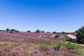 Die lila Heide auf dem Posbank von Merijn Loch