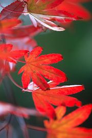 Fächerahorn leuchtet von Thomas Jäger