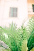 Palm