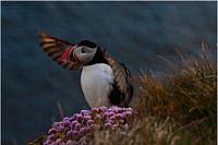 Papegaaiduiker op IJsland