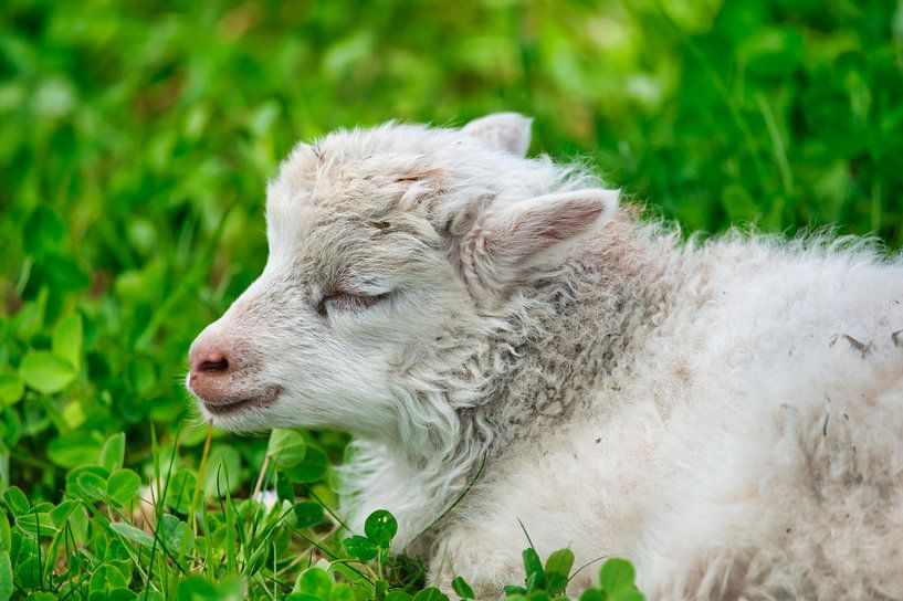 white lamb by C. Nass