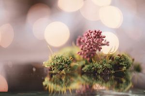 Viburnum und Moos