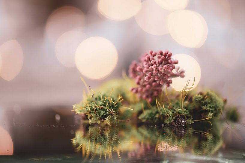 Viburnum und Moos von Tania Perneel