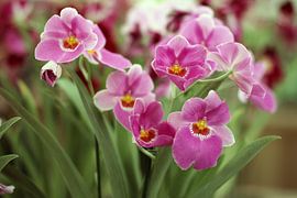 The Purple Lilies by Cornelis (Cees) Cornelissen