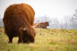 Scottish Highlanders by Shane van Hattum