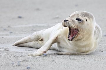 Sceau sur Rinnie Wijnstra (FotoAmeland )