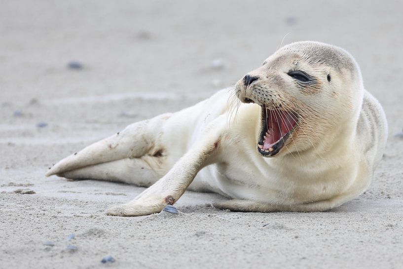 Seal by Rinnie Wijnstra (FotoAmeland )