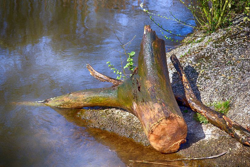 Tree stump on a sandbank in a river by Astrid Thomassen