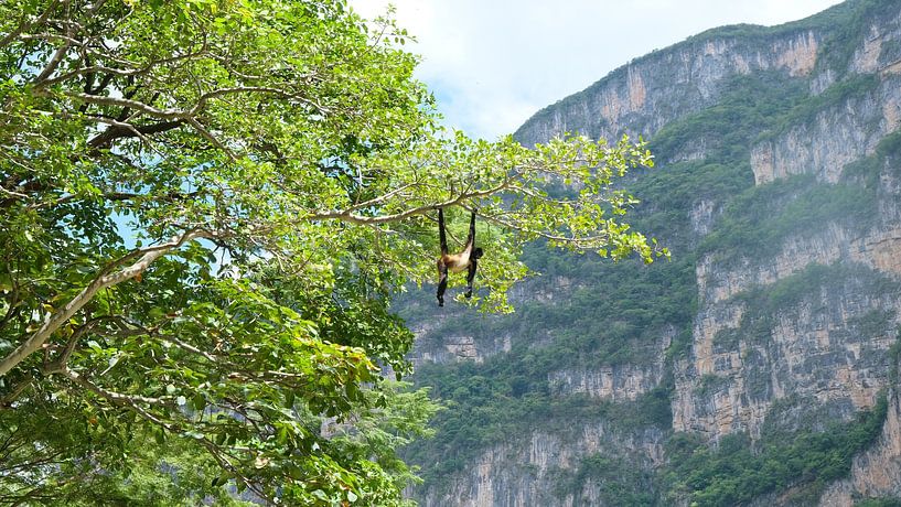 Aap, Cañon del Sumidero, Chiapas, Mexico van themovingcloudsphotography