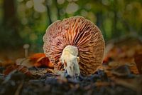 Herfst