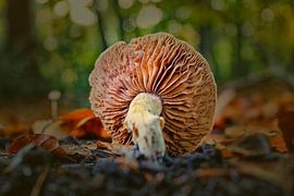 Herfst by Wilma van der Togt