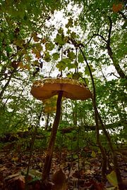 lonely mushroom in a brandenburg forest by Franziska Brückmann