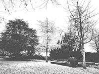 Gingko blanc