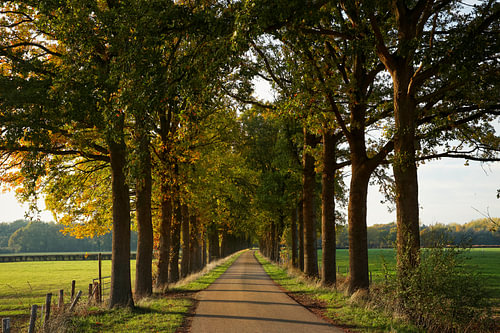 Lane met hoge bomen.